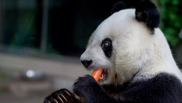 На юго-западе Китая дикая панда съела деревенскую козу