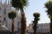 Перед Миланским собором появились пальмы