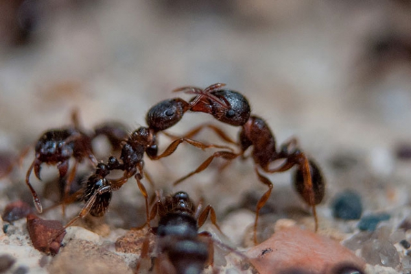 Войны муравьев
