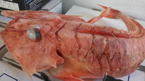 Странных рыб выловили у берегов Австралии