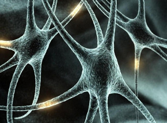 Учёные нашли способ восстанавливать нервные клетки