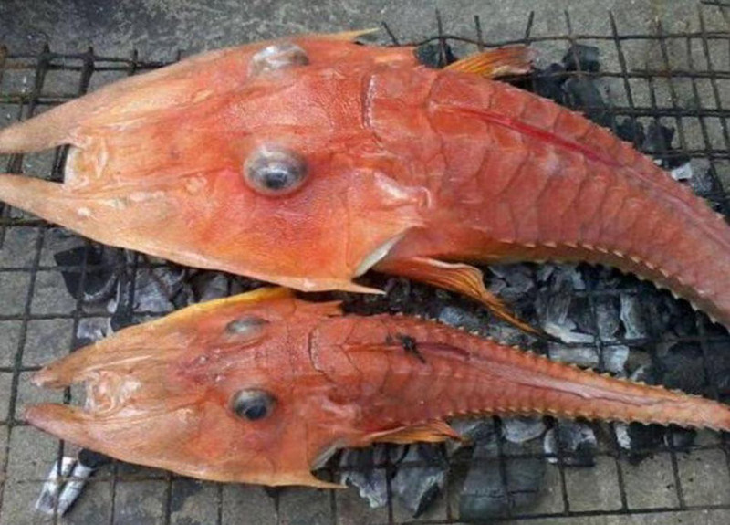 Странных рыб выловили у берегов Австралии