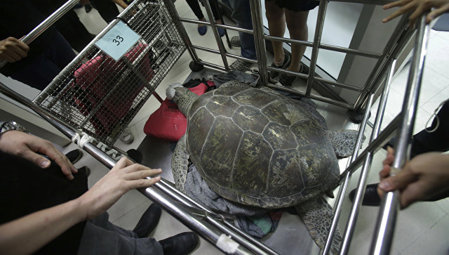 Черепаха, проглотившая 915 монет, умерла в Таиланде