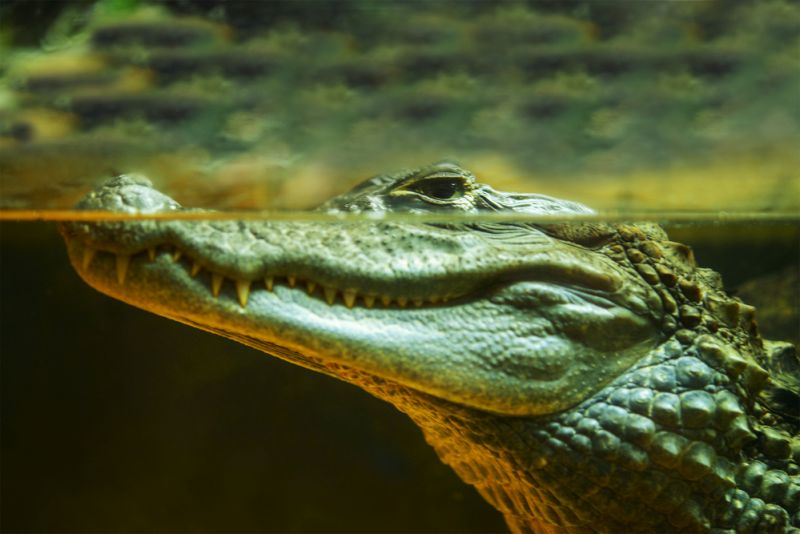 Крокодилы – эволюционные предки людей?