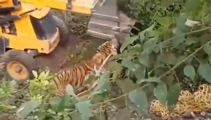 В Индии строитель задавил экскаватором тигра-убийцу
