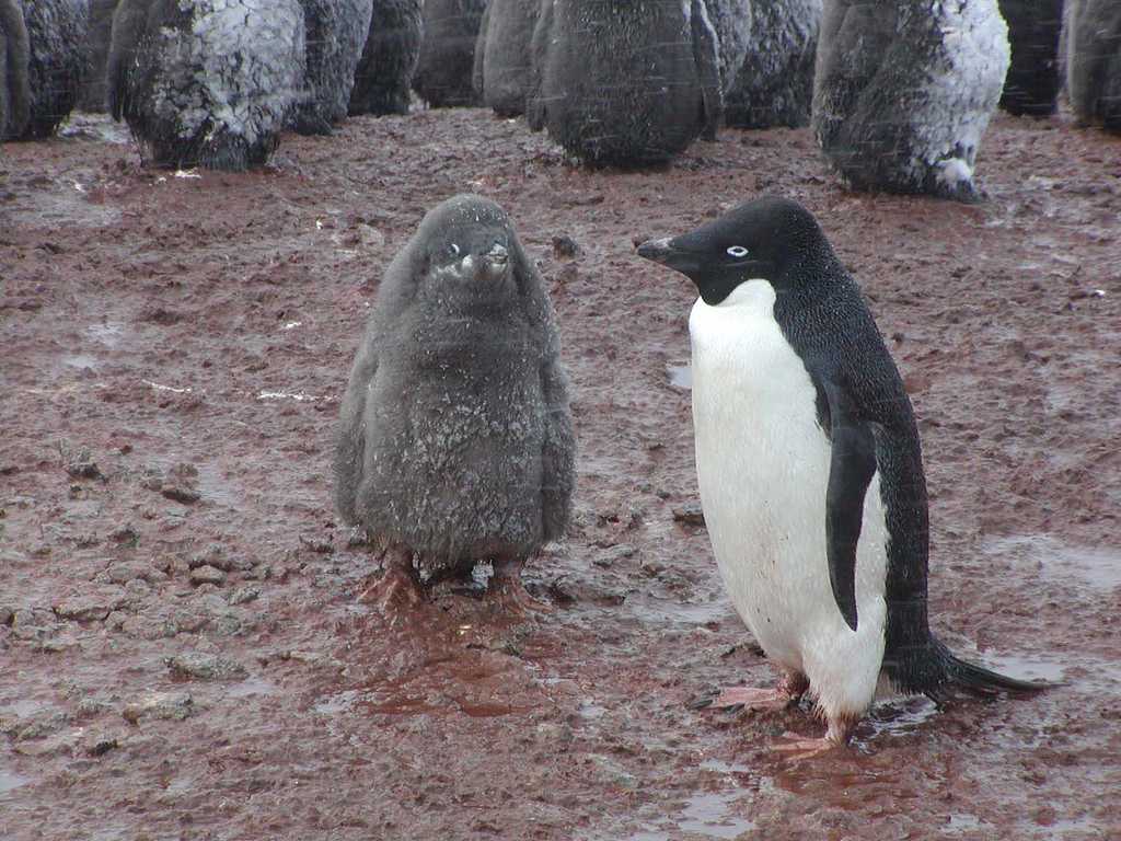 В Антарктиде нашли миллионы потерянных одиноких пингвинов
