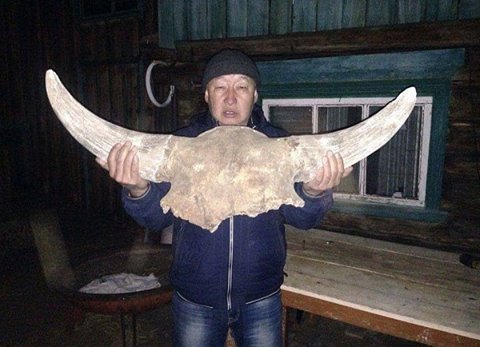 Гигантский череп первобытной коровы нашли в Бурятии