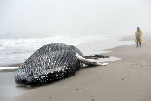 На пляж в Нью-Йорке выбросило мертвого кита