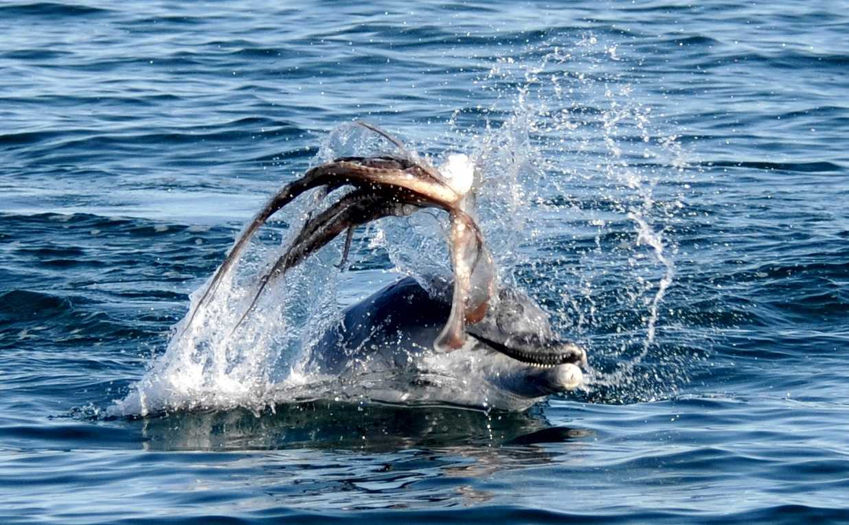 Для борьбы с осьминогами дельфины используют необычную тактику
