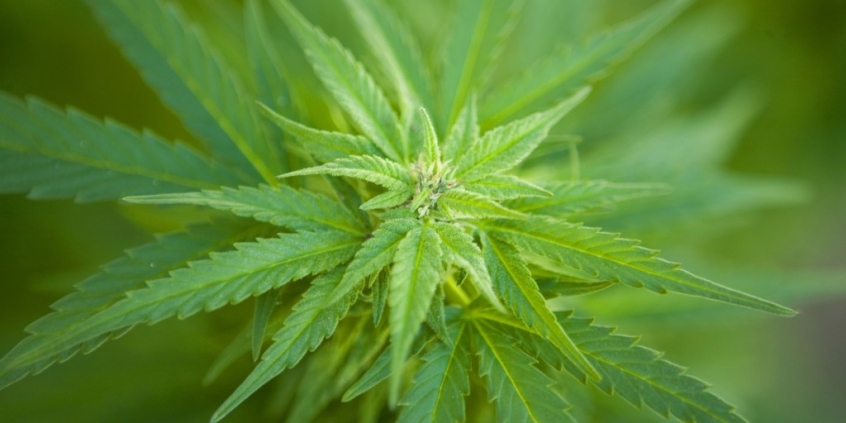 Правительство Уругвая легализует продажу марихуаны в аптеках