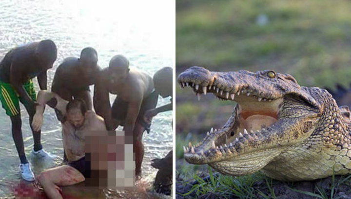Крокодил откусил ногу туристу в Уганде