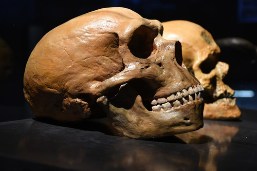 В современном человеке до сих пор живы гены неандертальцев