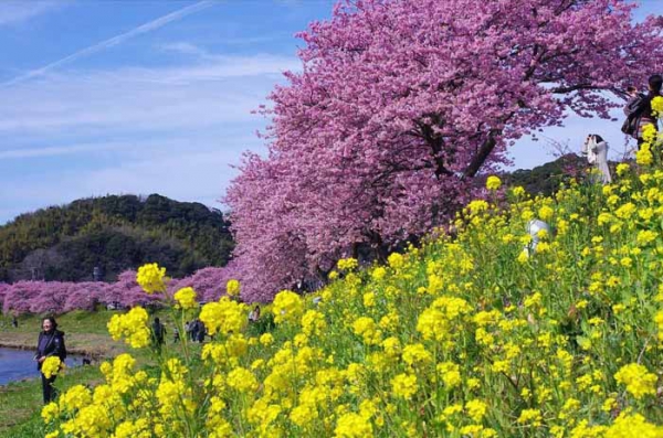 В Японии неожиданно расцвела сакура