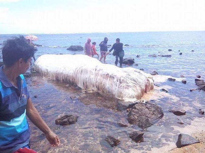 На филиппинский пляж выбросило морского монстра