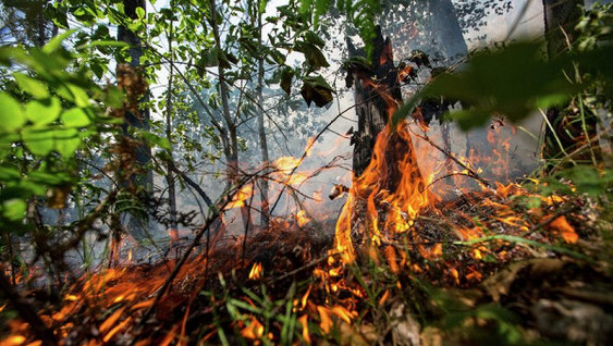 Лесные пожары бушуют в Забайкальском крае