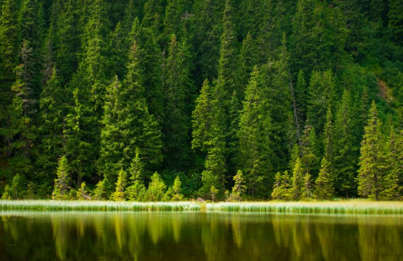 Древнейшие леса России находятся на грани исчезновения