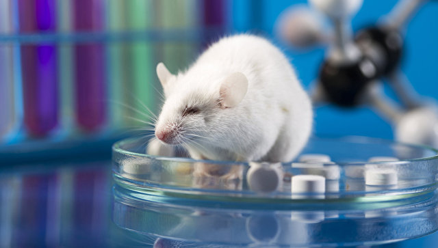Ученые впервые создали искусственный эмбрион мыши