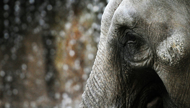 Слон до смерти забил хоботом сотрудника японского зоопарка