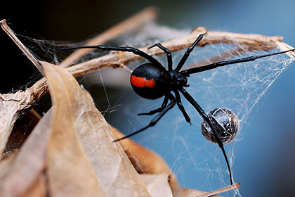 Сколько добычи ежегодно потребляют пауки?