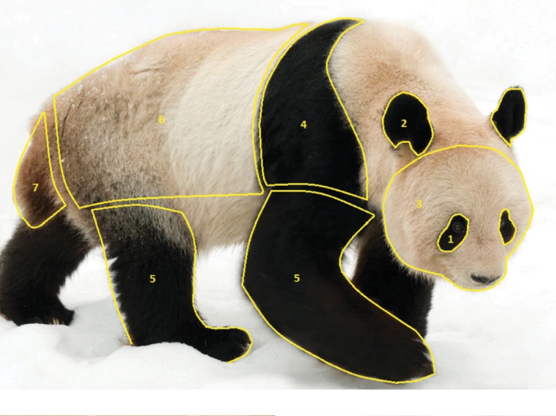 Учёные из США объяснили почему у панд такой необычный окрас