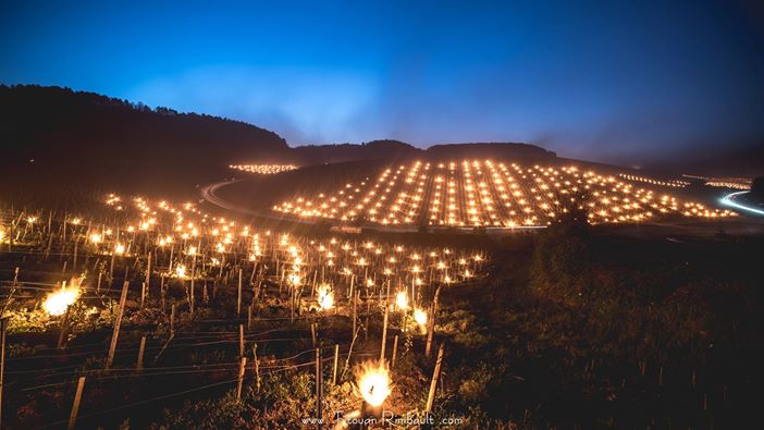 Виноградники во Франции спасают сотнями обогревателей