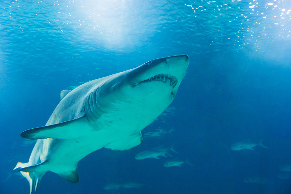 Французского борца с морскими хищниками съела акула