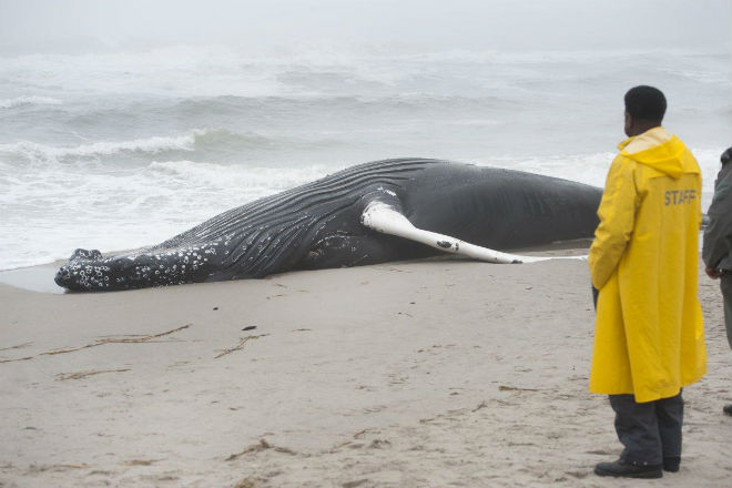 На пляж в Нью-Йорке выбросило мертвого кита