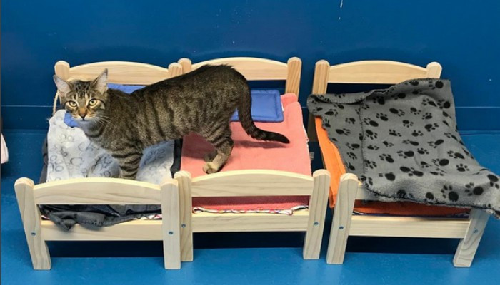 Ikea жертвует кровати для кукол бездомным кошкам