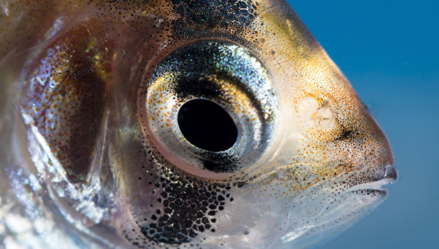Глазной паразит способен управлять поведением рыб